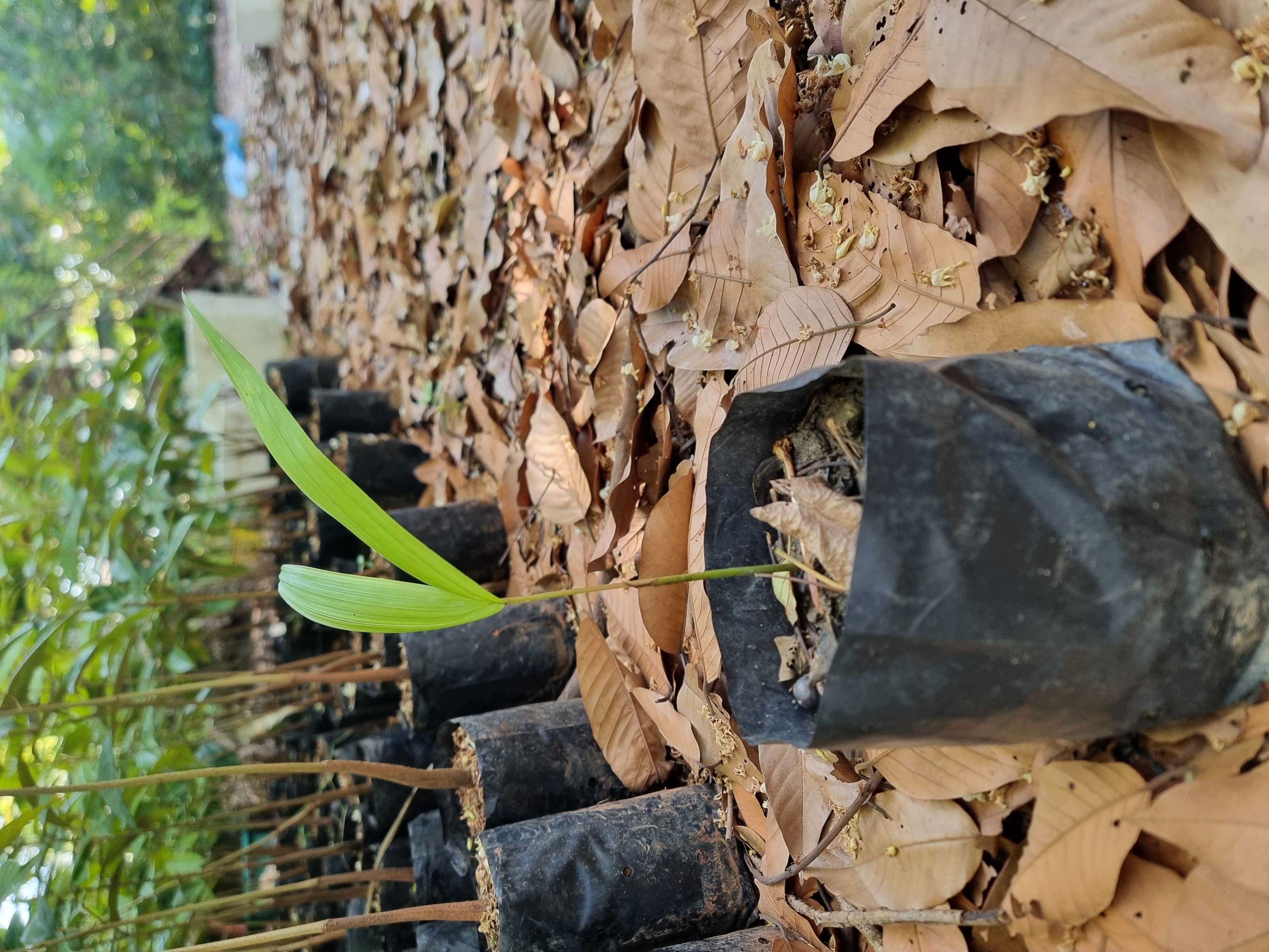 ต้นอาซาอิเบอร์รี่พันธุ์ A