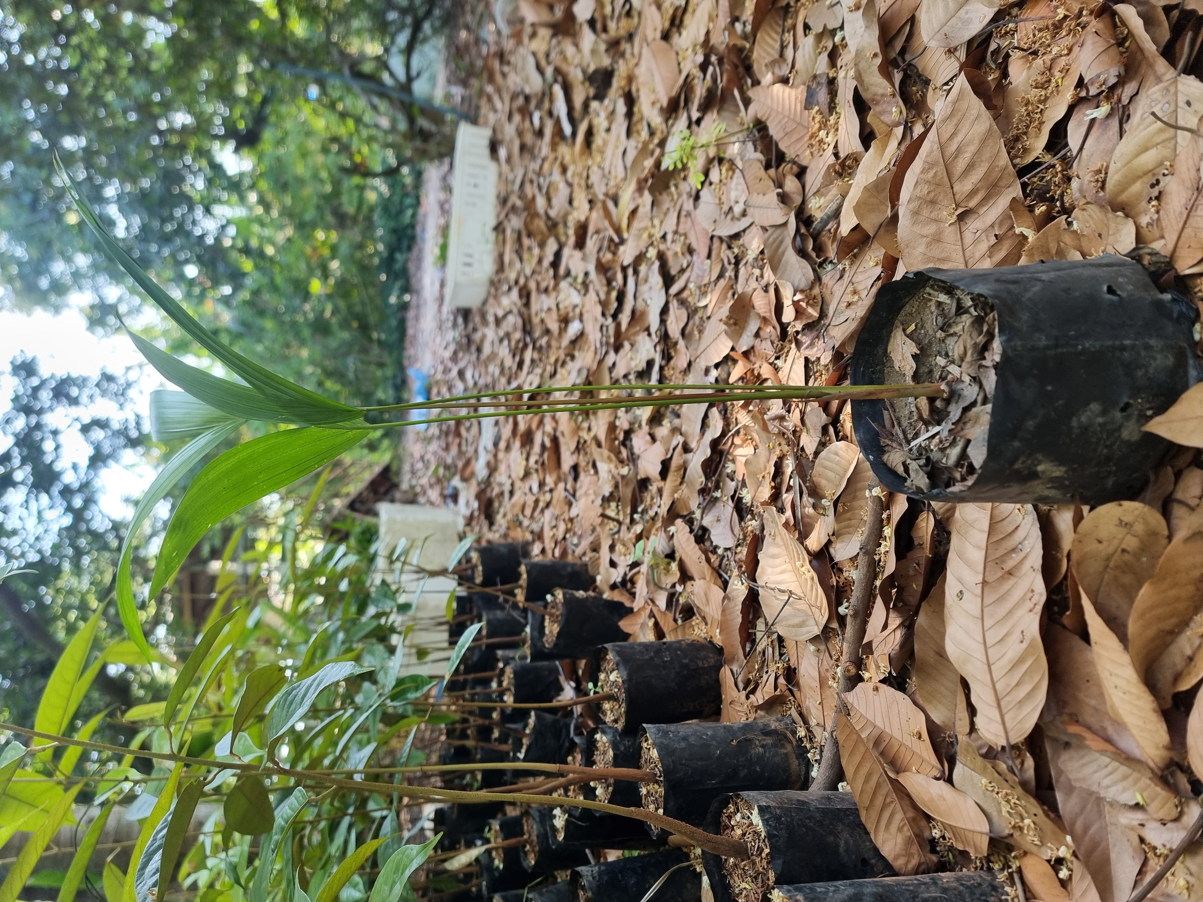 ต้นอาซาอิเบอร์รี่พันธุ์ B